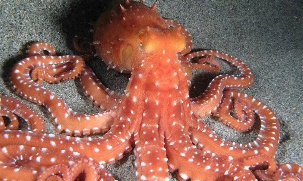 Χταπόδι επιτίθεται με μένος σε άνδρα και εκείνος το καταγράφει